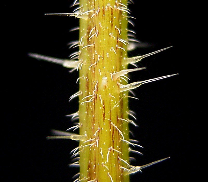 Closeup of the stings on the stinging nettle stalk, by Frank Vincentz on Wikimedia Commons