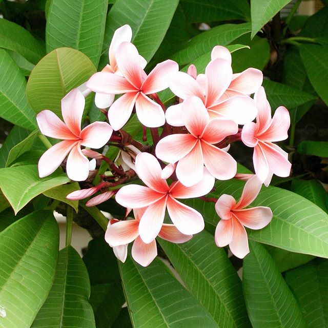Evoke the lushness of Seychelles with notes of tropical frangipani.

We use the flower as a heart note to bring a sultry element to the fragrance, capturing the tropical heart of the island. ift.tt/2qakDR3