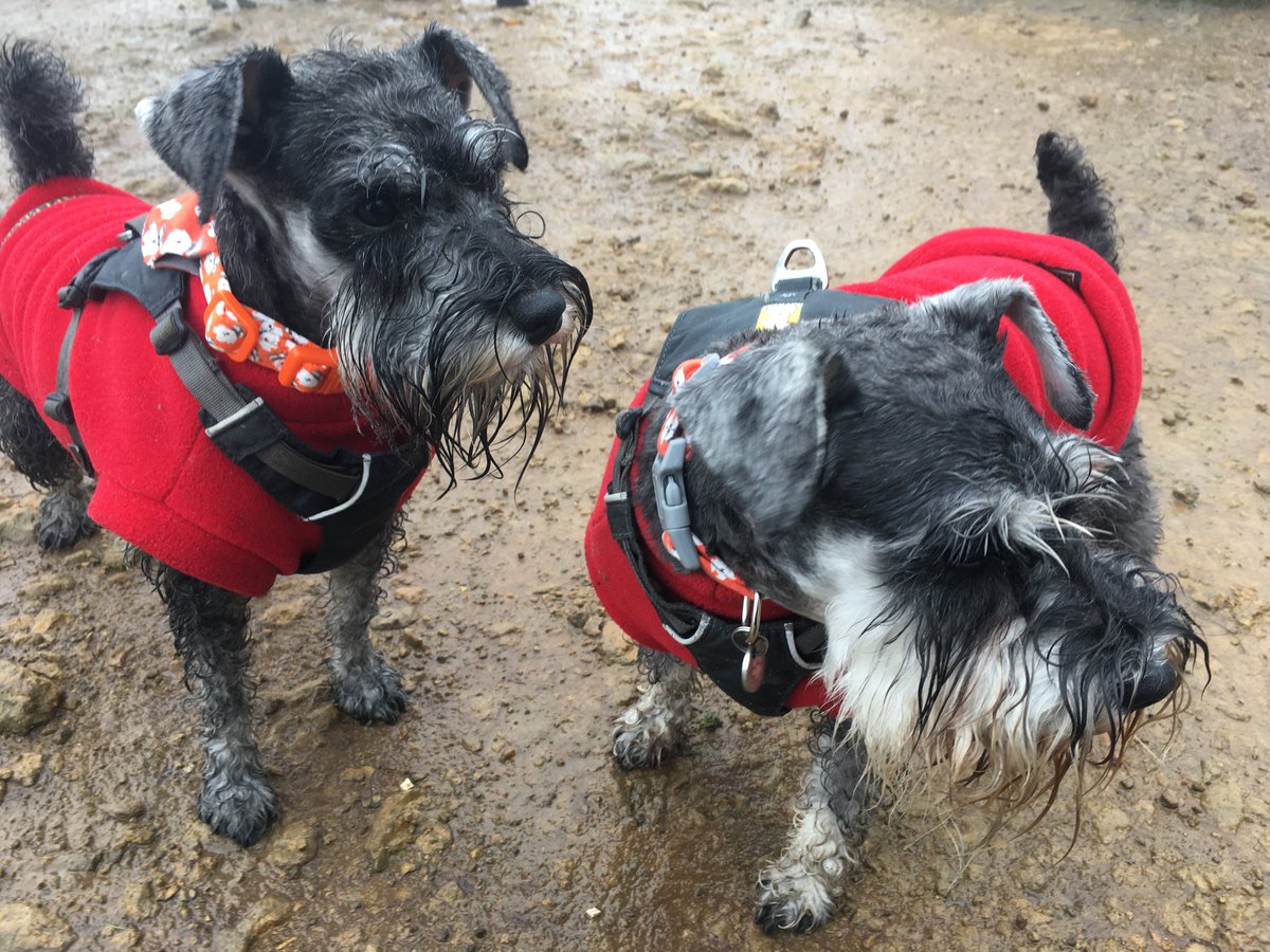 Mark Davidson tweet media