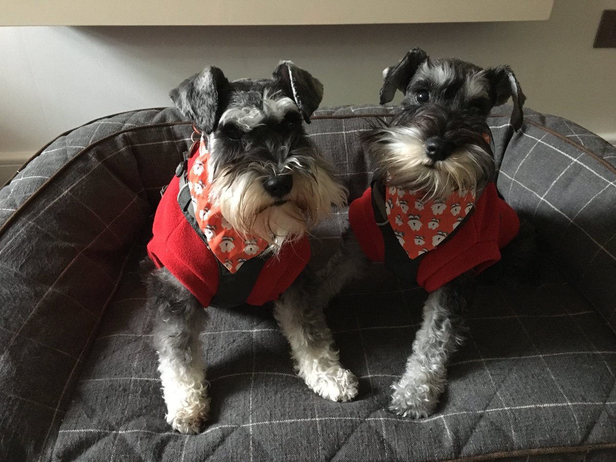 Mark Davidson tweet media