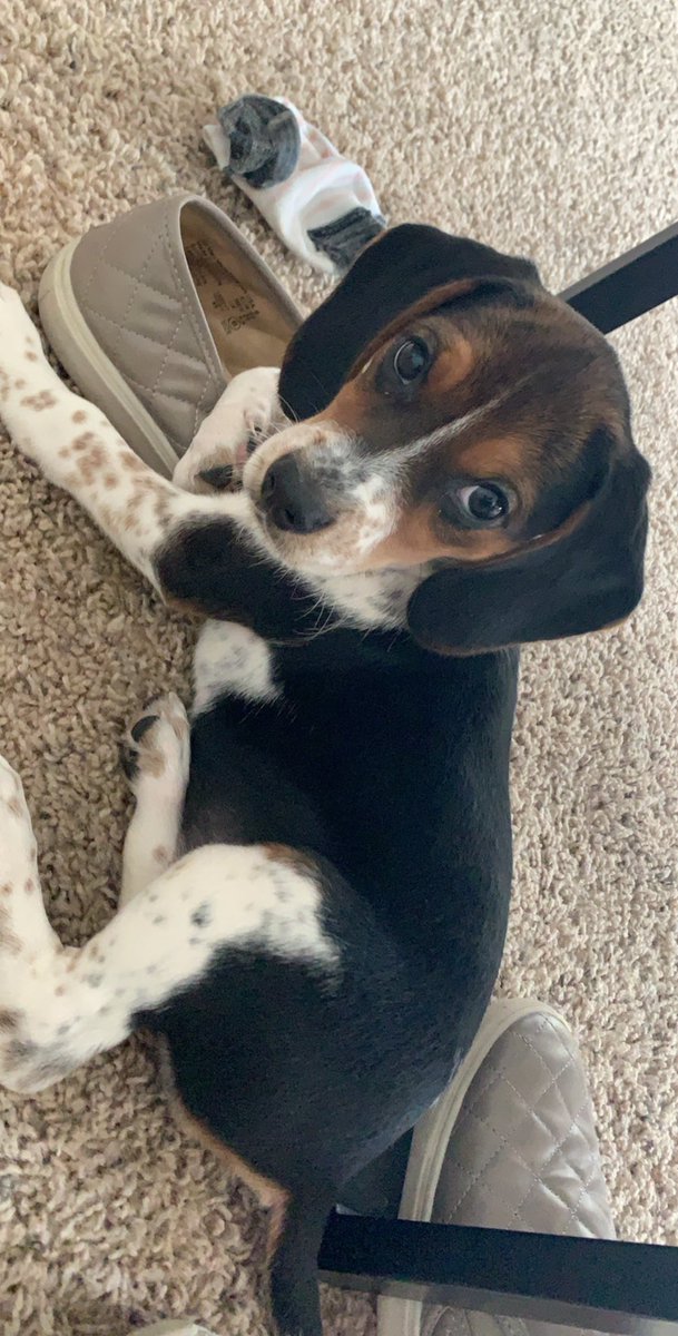 _brookeenicolee's tweet photo. selling this sweet pup dm me if interested!! she needs a good home :( https://t.co/SyakVQhX0A