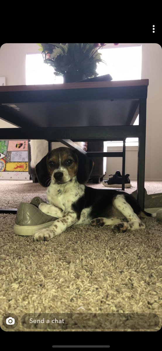 _brookeenicolee's tweet photo. selling this sweet pup dm me if interested!! she needs a good home :( https://t.co/SyakVQhX0A
