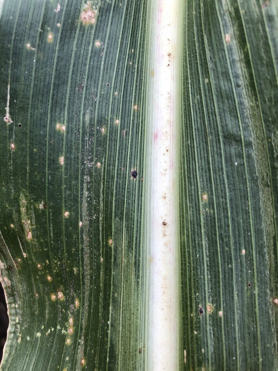 #tarspot hunting in the corn maze at #centergroveorchard. #foundit!