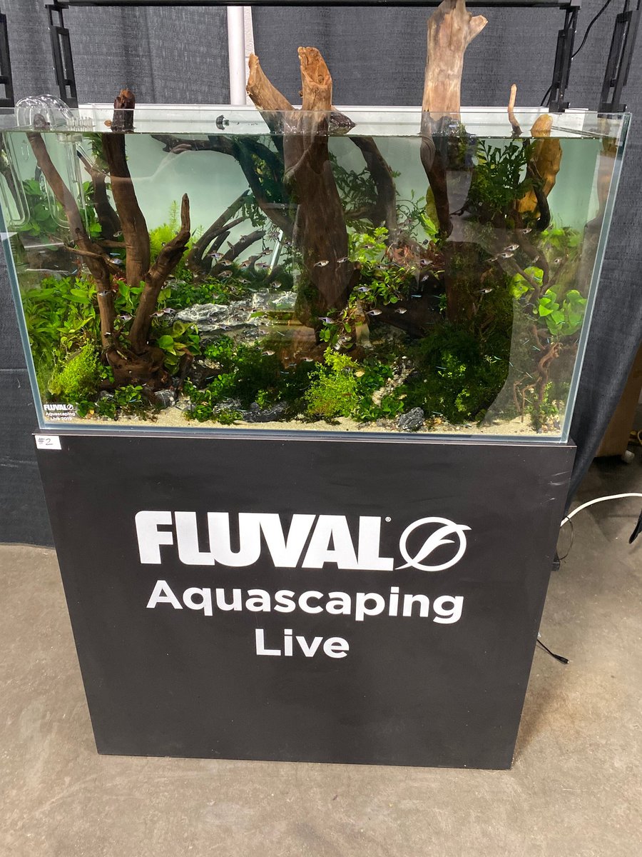 AquaticExper's tweet photo. 4 pm today Aquascaping Live! Contest Presented by the Aquatic Gardners Association Sponsored by @Fluvalaquatics 
at @AquaticExper Contestants competed in one of the two categories (Small or Large Tank) for prize money. https://t.co/5TmS1ee5Nx