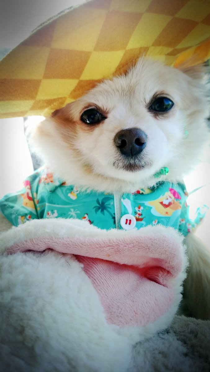 TheRealChii's tweet photo. Heading to Orlando! So excited to be vacationing with my hoomans!

#TheRealChii #CookingWithChii #CelebriChii #Orlando #disneyworld #universalorlando #vacation #fronzen #olaf #October #cute #funny #tourist #tourism https://t.co/X6a5Lzy8p1