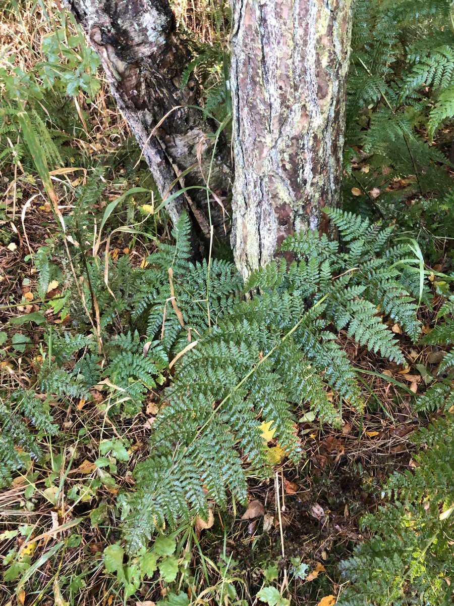 Head2Green's tweet photo. @FernBPS Fantastic #FernAdventure today on the shore of #LochLeven #Scotland
As a new #BPSmember and a complete beginner, I now need to research which fern this is... any guidance from other members very welcome! π
#FantasticFerns #Ferns #GorgeousGreen https://t.co/cguNYgcIsl