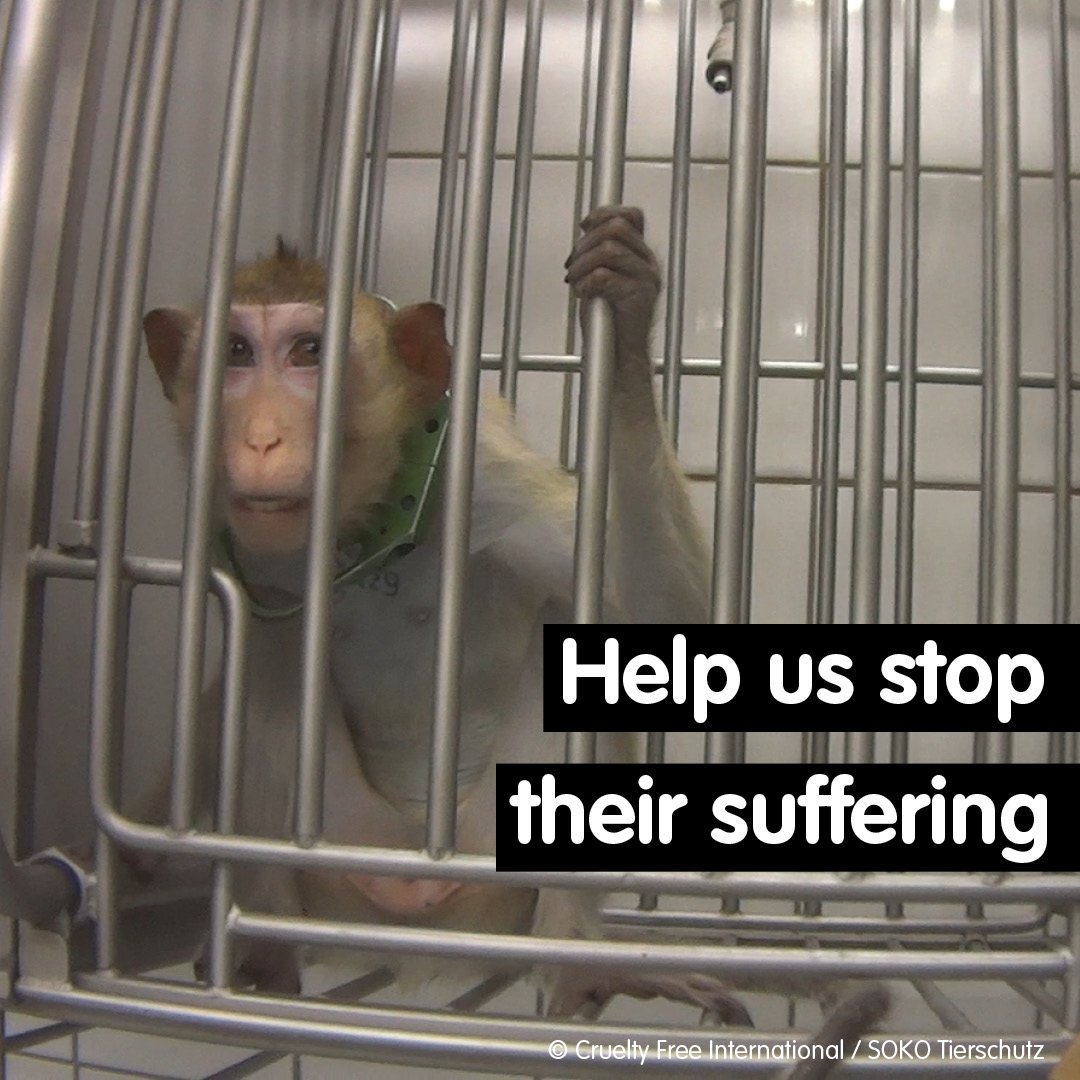 Cruelty Free International on Twitter: Cruelty Free International on Twitter: