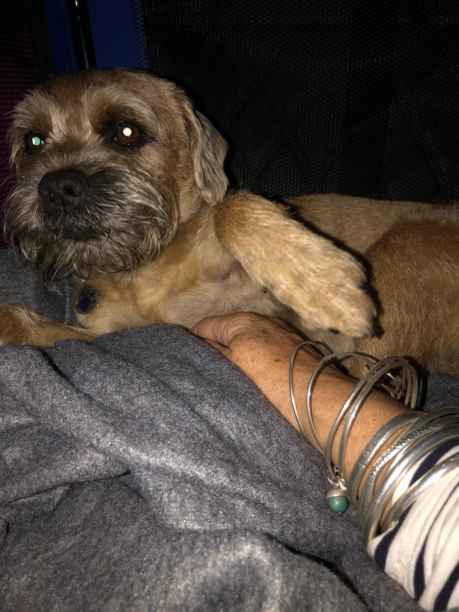 edgrigg11's tweet image. Ted was found today after going AWOL for 2 days in the Loch Lomond national park. Thanks to the lovely people of Callander, who were so helpful and caring. Too many to name, but you know who you are. Bless you all