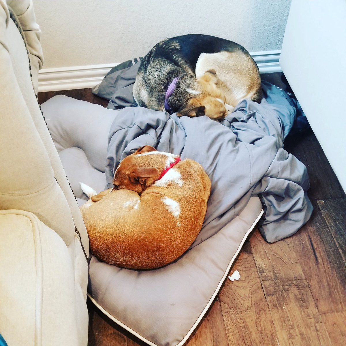 ramonikacarr's tweet photo. Dog-sitting the grand-dogs! Finally a moment to myself! Counting down for their dad, @_AyeJeremy to return!
#ImNotAboutThisLife #ImTheHumanYouTheDog
#Stop #LeaveThatAlone
#GoHome #GetThatOutYourMouth #ISaidStop
#SaveMePlease https://t.co/I1Gwp0dyMJ