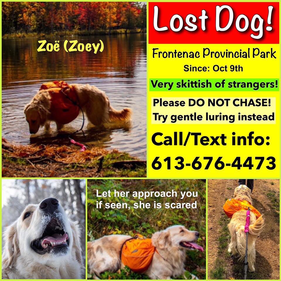 #lostdog #missing from <a href="/FrontenacCounty/">Frontenac County</a> in the Provincial Park since October 9, 2019. Her name is Zoe. #sydenham #kingston <a href="/frontenacnews/">Frontenac News</a> <a href="/SFrontenac/">South Frontenac</a> <a href="/SthFrontenacTwp/">South Frontenac Township</a> <a href="/KHSKingston/">Kingston Humane Society</a> <a href="/KingstonHerald/">Kingston Herald  📰</a> <a href="/cityofkingston/">City of Kingston - Municipal Government</a> Please RT!