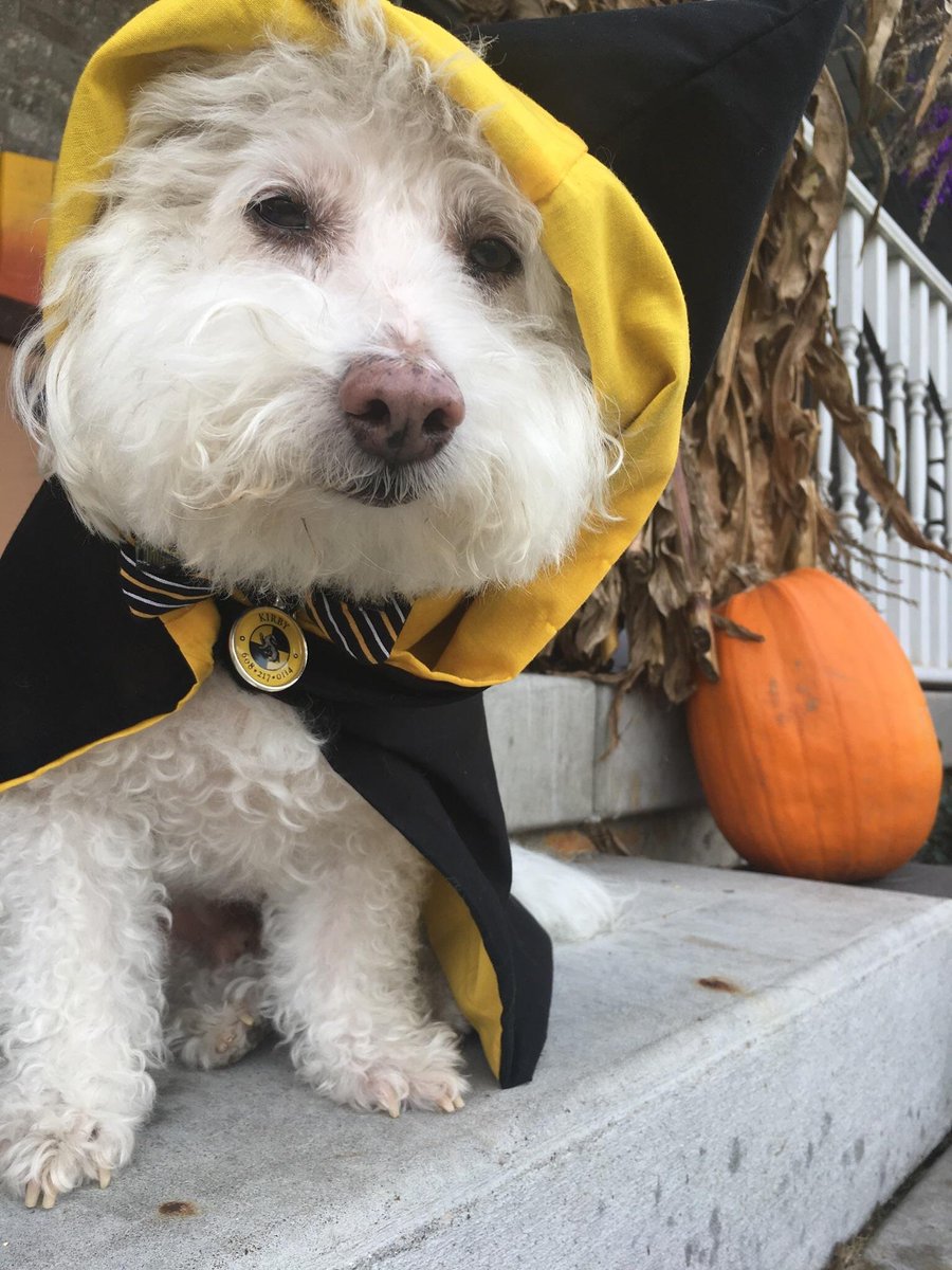Today is the LAST DAY to place your Halloween costume orders to receive them in time for Halloween!!! 

#etsy #pets #clothing #black #halloween #harrypotter #hogwarts #gryffindor #costume #robe
