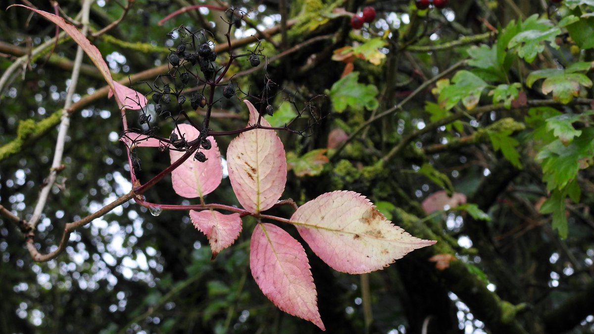 numenini's tweet photo. Autumn colour showing on the Dogwood (Cornus sanguinea), Elder (Sambucus nigra) &amp; Field Maple (Acer campestre) - leaves and keys.

#Wildflowerhour #AutumnColours #Brockley #Whepstead #BuryStEdmunds #Suffolk #OurWorldIsWorthSaving 4/10 https://t.co/NEFW6zAQPw