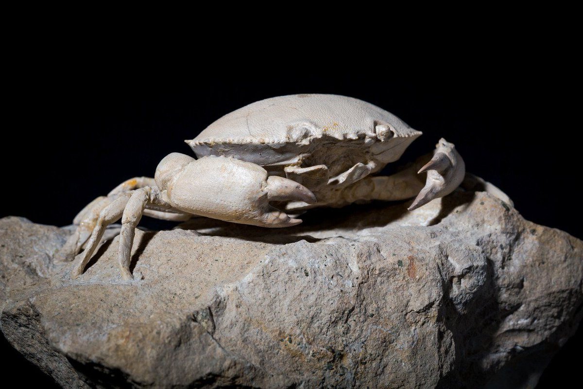 ScienceAlert's tweet photo. WOW! Would you check out the state of preservation on this crab fossil! 🦀 It lived in the Eocene, between 56 to 33.9 million years ago. It was found at the Monte Bolga lagerstätte, a site of fossils so incredible that even the organs are sometimes preserved!
​
​📷: @calacademy https://t.co/BHfJxlzuUZ