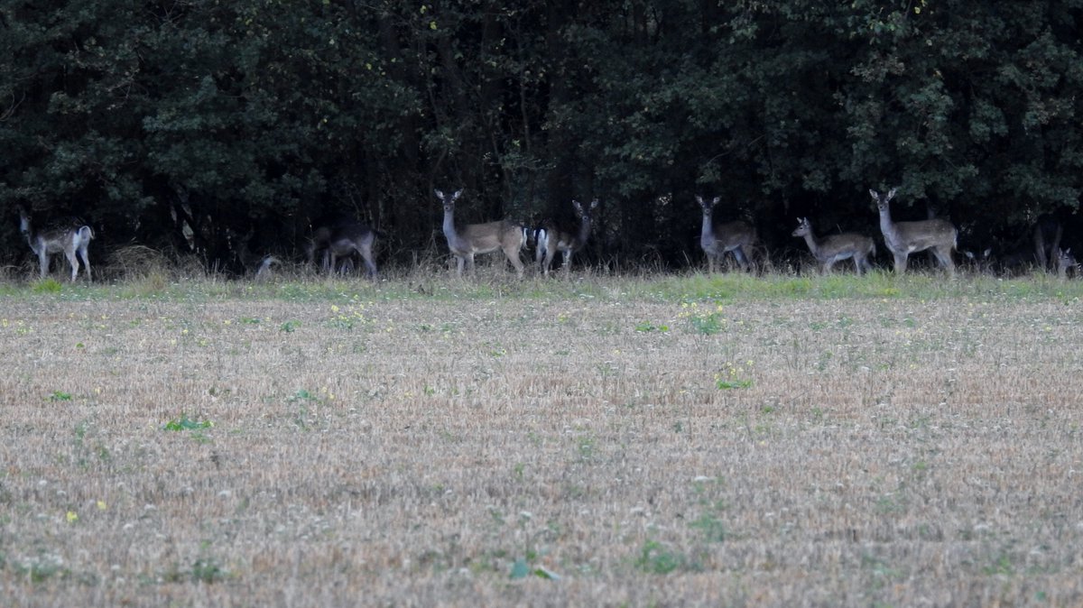 numenini's tweet photo. Today whenever I began chatting on the phone with a daughter at her Uni, Fallow Deer appeared; these with the Younger (permissive path near Bevan's Farm); with the Elder, Fallow rumps bobbed down the track ahead in Rushbottom Wood
#Whepstead #Suffolk #OurWorldIsWorthSaving 8/10 https://t.co/JxWmN0mO2L