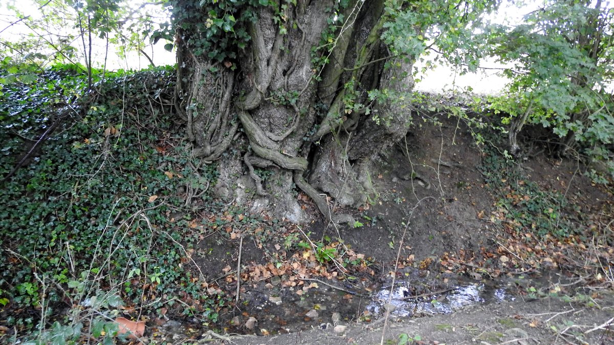 numenini's tweet photo. Horse Chestnut (Aesculus hippocastanum), Field Maple (Acer campestre) and Ash (Fraxinus excelsior) trunks on the holloway (today, become a stream) South of Bevan's Farm. Here you feel the old Suffolk. 

Brockley #Whepstead #BuryStEdmunds #Suffolk #OurWorldIsWorthSaving 9/10 https://t.co/doGo5M3b8f