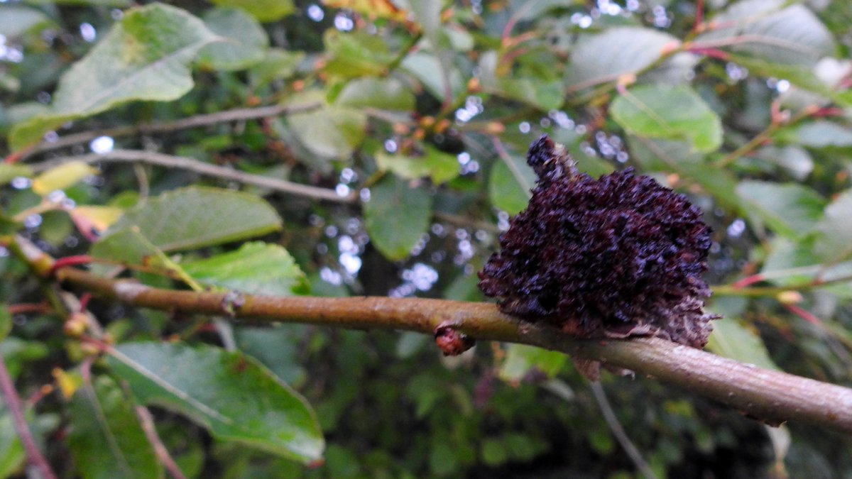 numenini's tweet photo. Contrast: 
- bejewelled Red Clover (Trifolium pratense) 
vs 
- diseased Sallow (a Mossy Willow Catkin Gall caused by an Eriophyid Mite - Stenacis/Eriophyes triradiatus)

Brockley #Whepstead #BuryStEdmunds #Suffolk #OurWorldIsWorthSaving #Wildflowerhour 10/10 https://t.co/t7TCRDQ9xp