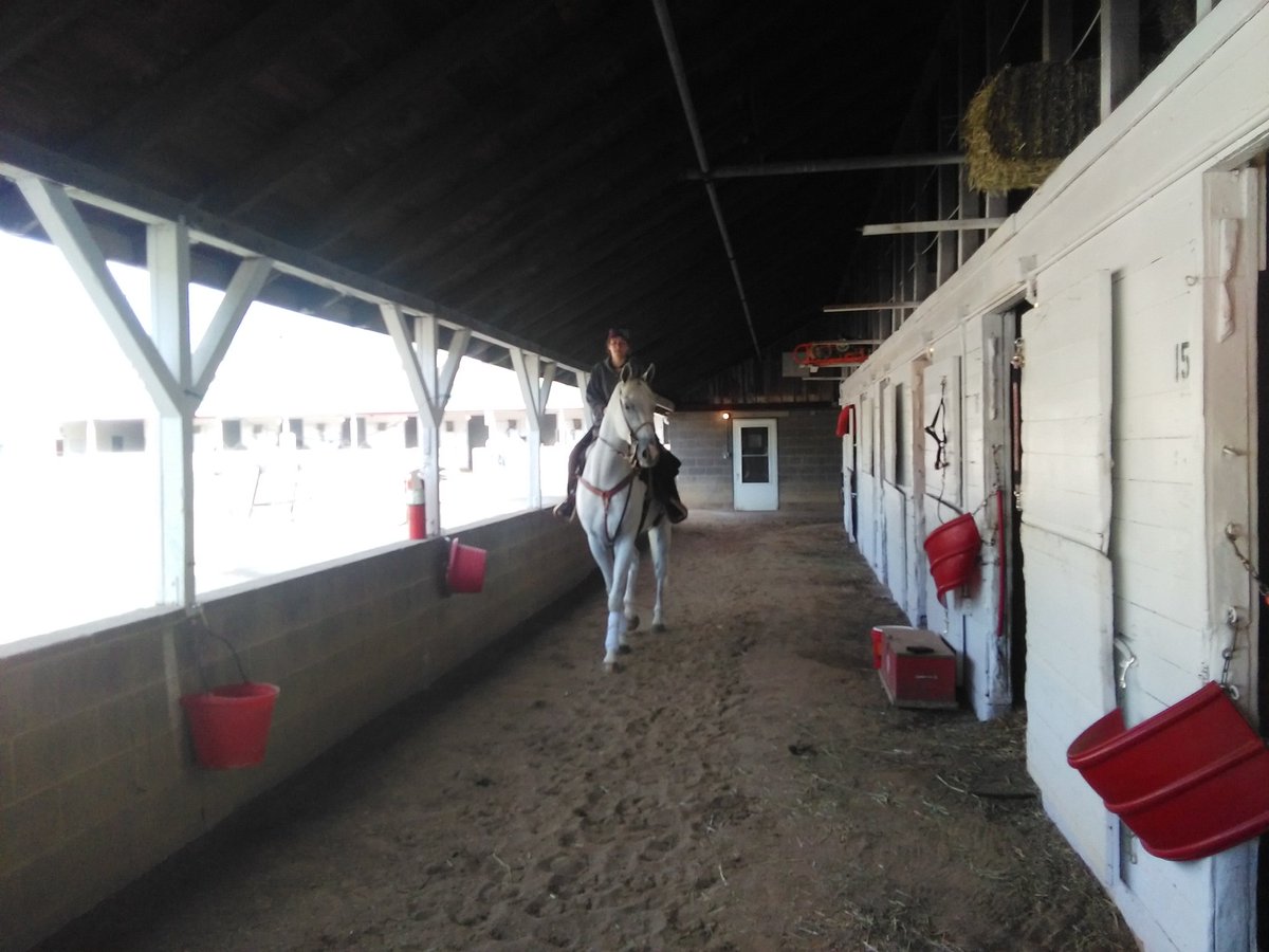 selenityjade's tweet photo. More Candiano pictures!! ❤❤❤ 

Obviously, he's a favorite even if he was already retired from racing when I knew him! 

#horses #HorseRacing #greyhorsesrule #candiano #horse #retired https://t.co/IAbLLOAvXg