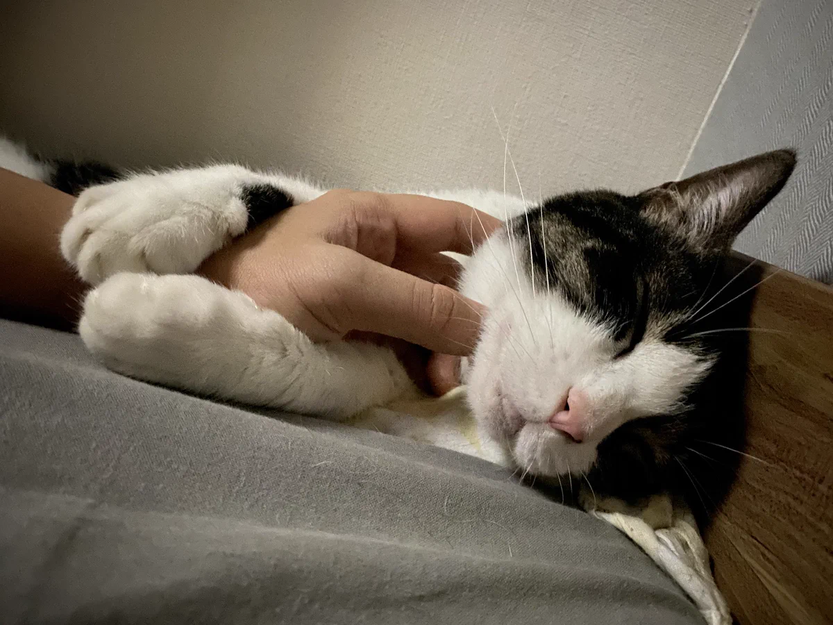 台風が怖くて飼い主の手に抱き着いて寝ている可愛い猫ちゃん♡