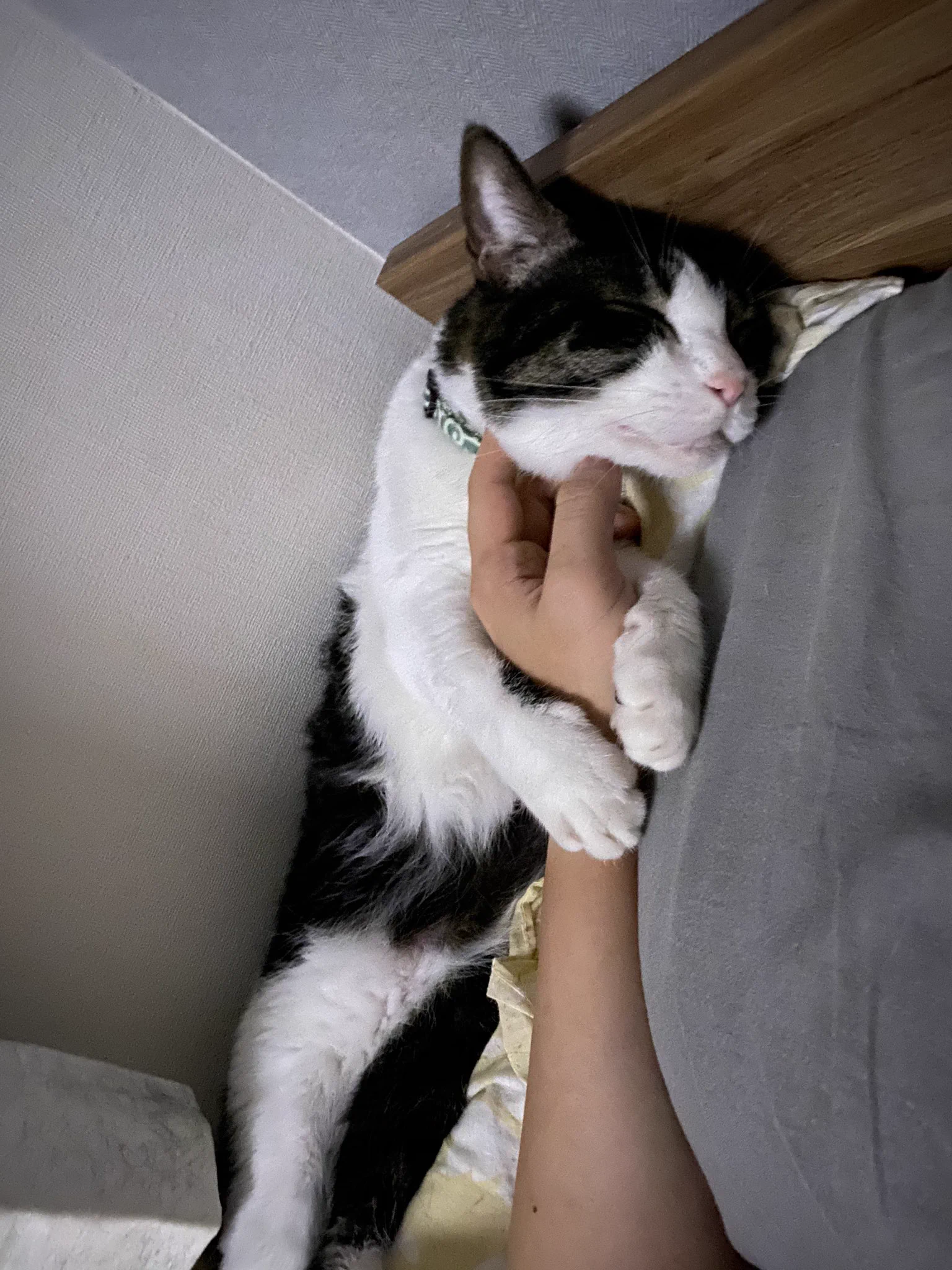 台風が怖くて飼い主の手に抱き着いて寝ている可愛い猫ちゃん♡