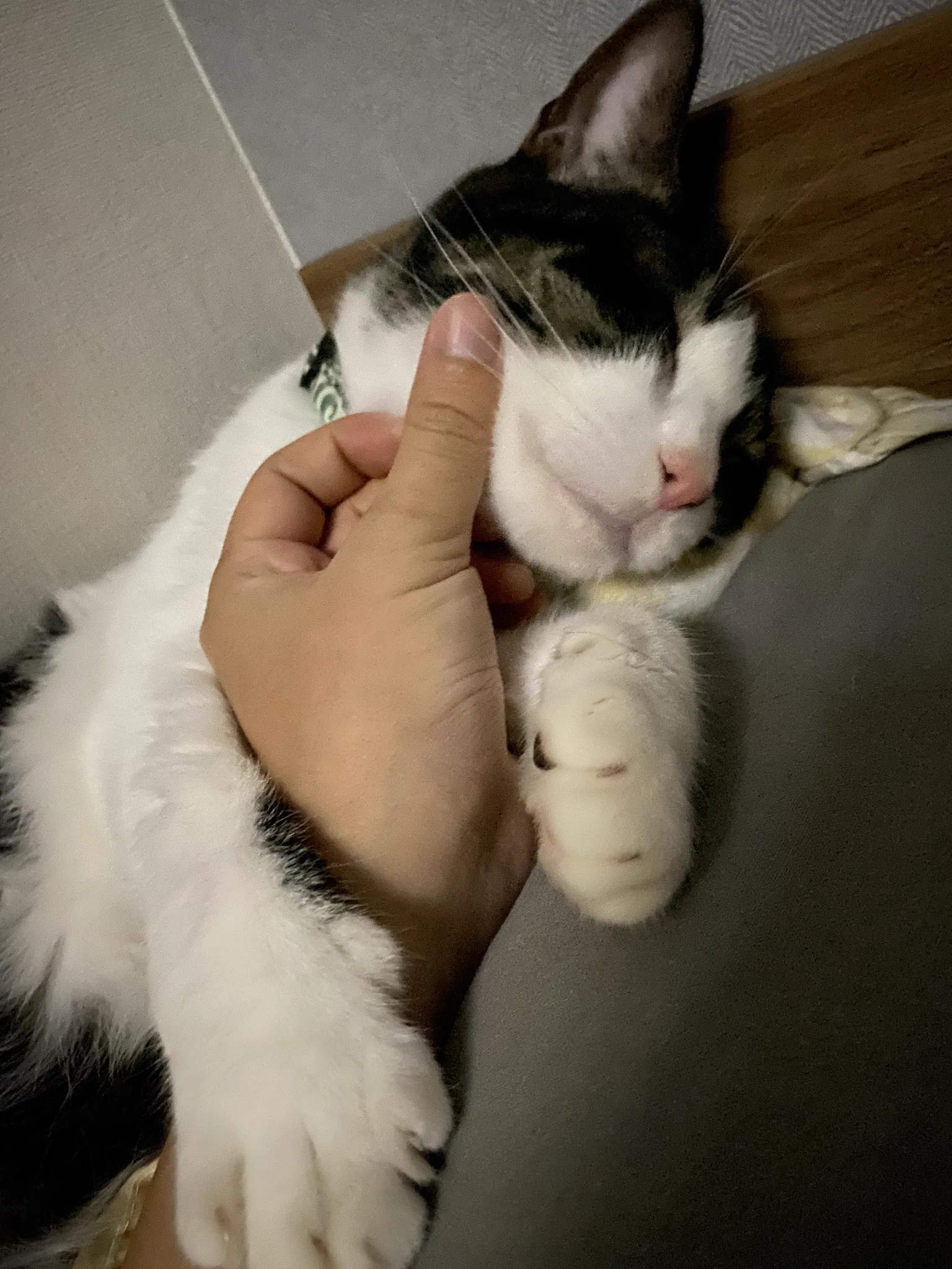 台風が怖くて飼い主の手に抱き着いて寝ている可愛い猫ちゃん♡
