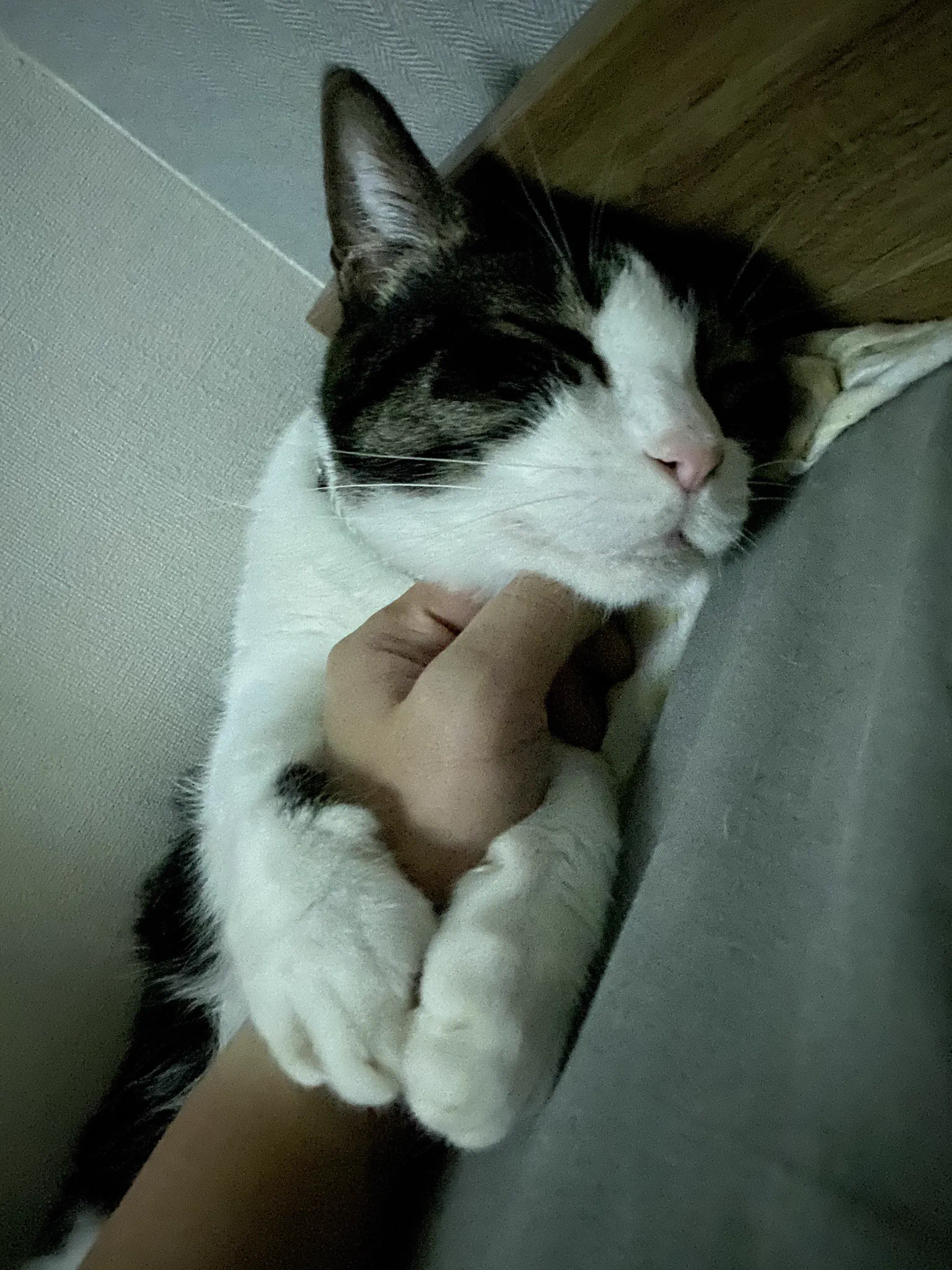 台風が怖くて飼い主の手に抱き着いて寝ている可愛い猫ちゃん♡