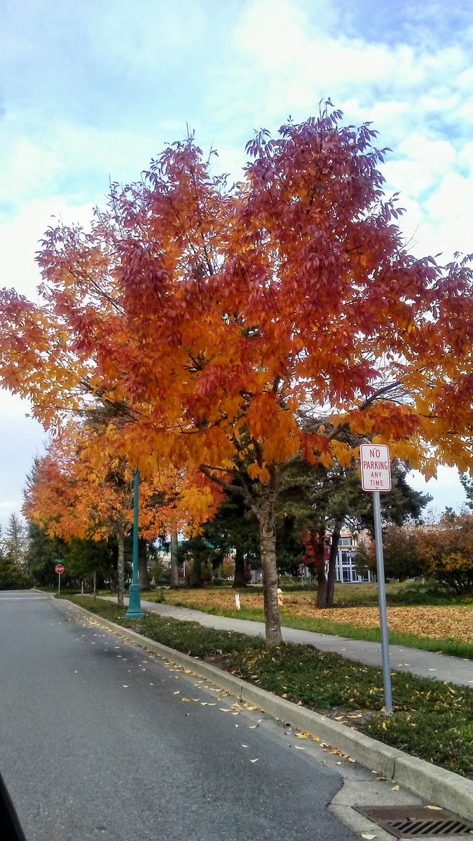 RavenLunachick's tweet photo. #Backroading ๐ https://t.co/pUaTmfB8y4