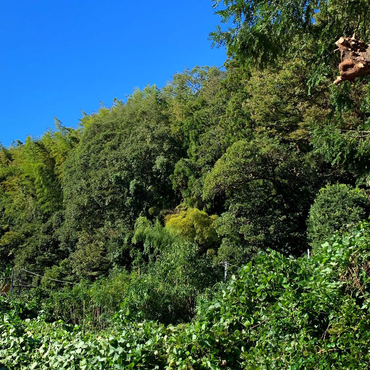 吉田揚子 漢方養生ダイアリー Pa Twitter しばらく続きそうです 私たちも国民として市民として できる限りのことをしていきたいと思っています それぞれが できることを少しずつ なにげない穏やかな日々の大切さを痛感しています 台風 台風19号 朝
