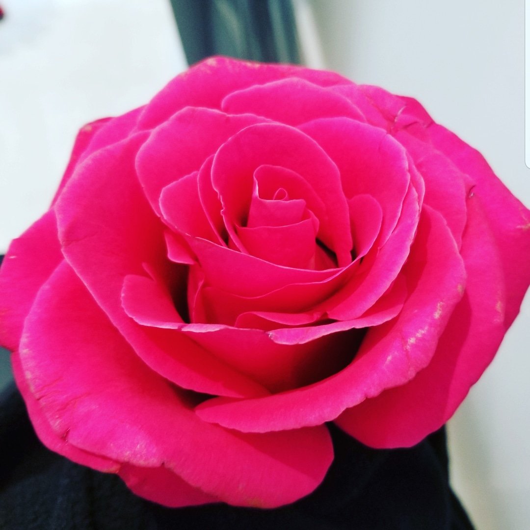 palmoniag's tweet image. A parting gift !!
.
Close friend and family got a rose to go!
.
#saturday #shift #orderit #motivation #lifecoach #lifelessons #legalshield #purpose #speaker #coach #funeral #millionaire #mindset