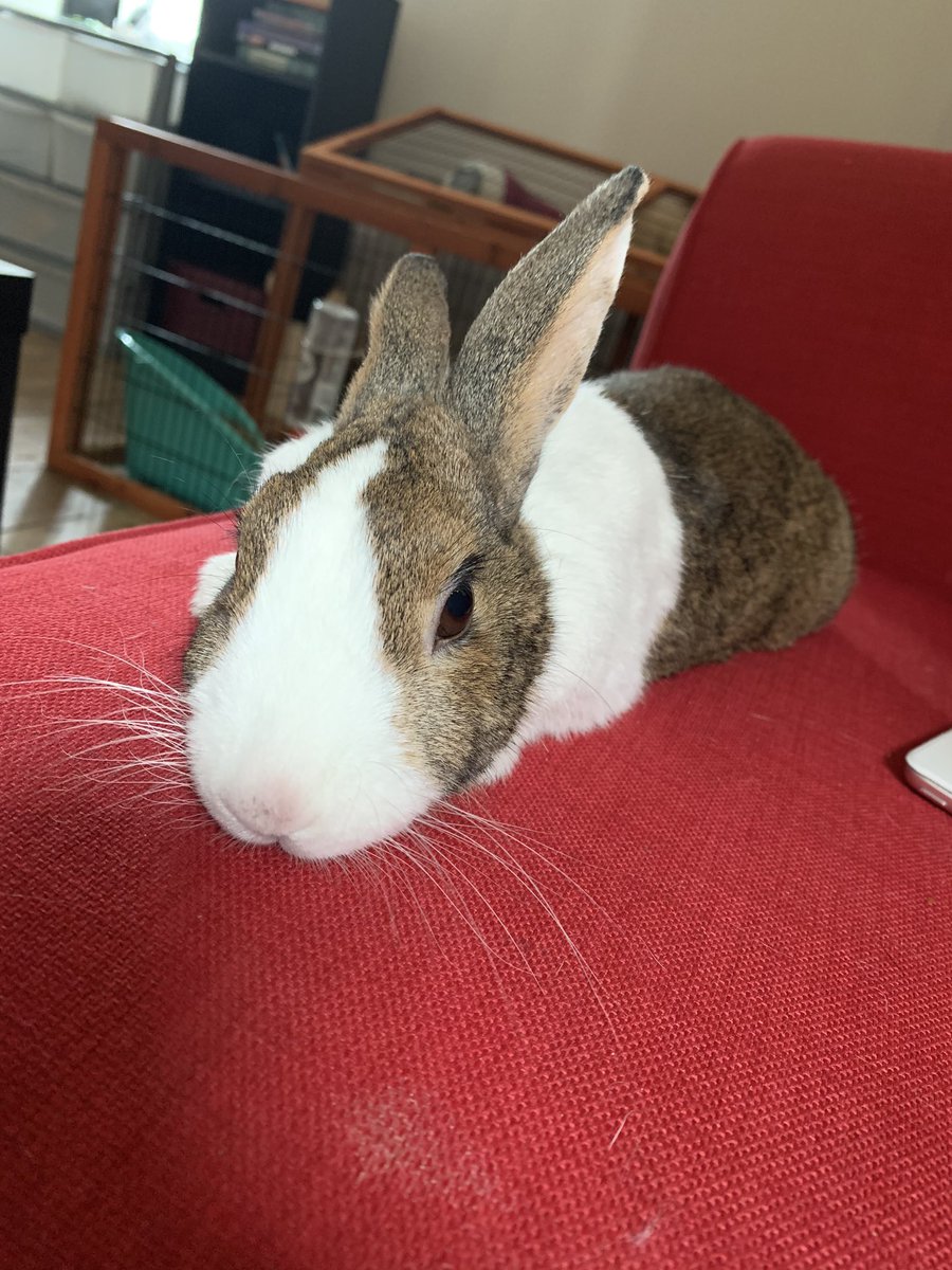 WafflesWillow's tweet image. I am one long rabbit today. I’ve been at the vets poorly again with GI problem. Waffles is moulting and I keep grooming her.... 🙈 costing human lots of stress and monies..... but just look at this face!!! #rabbits #bunnies #sofarabbit  #worthit