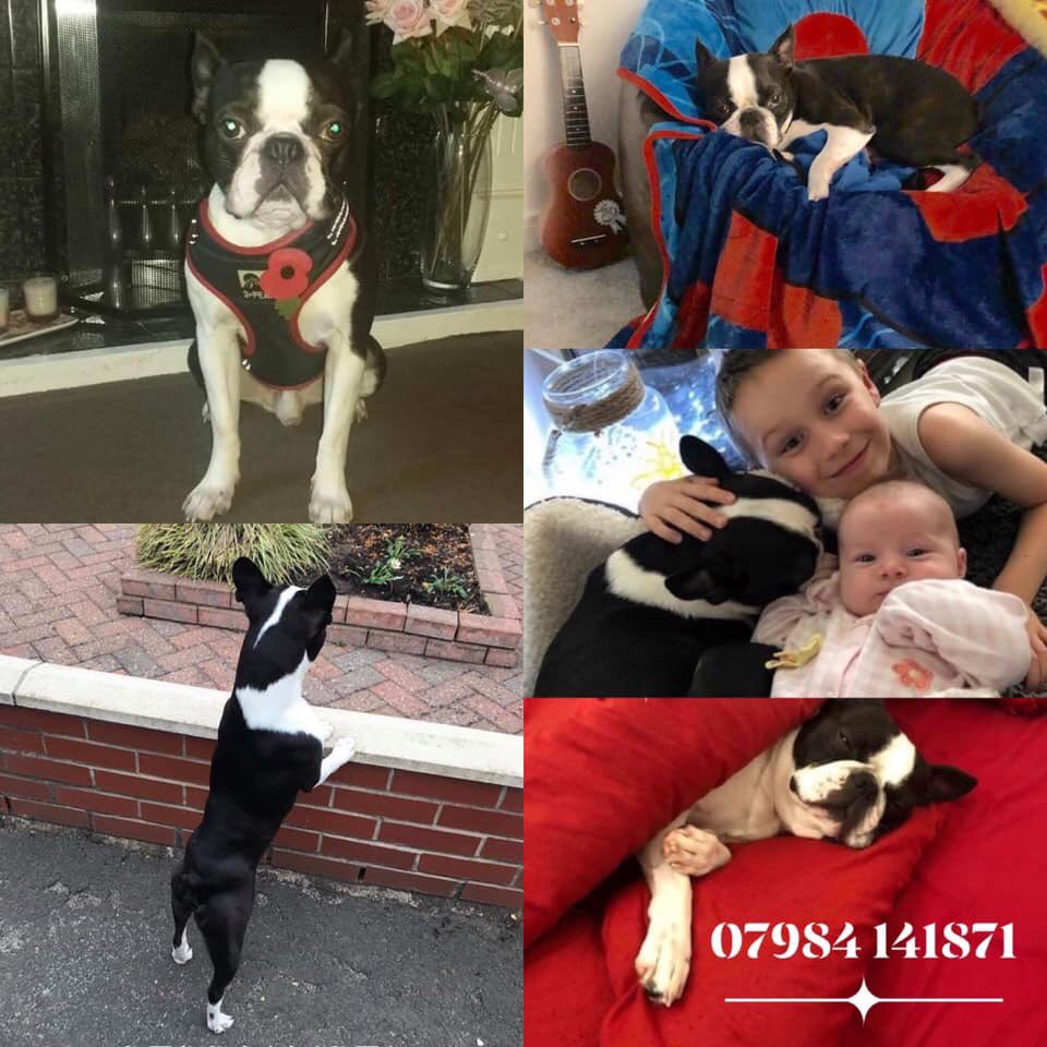 veryluckypugs's tweet photo. 🆘🆘 DO THE RIGHT THING AND RETURN HIM
TAKE THE MONEY AND NO QUESTIONS ASKED 
#bringralphhome Stolen black and white Boston terrier called Ralph he is 4 years old neutered and microchipped. Please follow our group RALPH STOLEN BOSTON TERRIER SK6  07984141871 @vincerock6 @HunnyJax https://t.co/LQ0IhbSBts