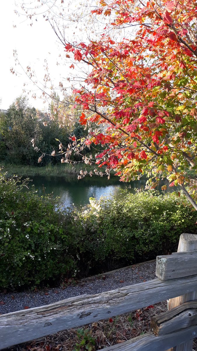 Borne again tweet media