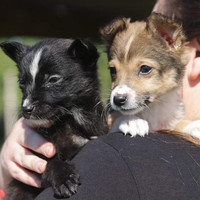 elcampito's tweet photo. Nuestros bebes, Oriana y Orión están en busca de una casita y sabemos que ustedes nos van a ayudar a encontrarles hogar.
Son adorables!!❤
Si te enamoraste de alguno, sólo tenes que escribirnos a adoptantesdelcampito@gmail.com y nos ponemos en contacto.
#refugioelcampito #adopta https://t.co/2V0yJ8uz6G