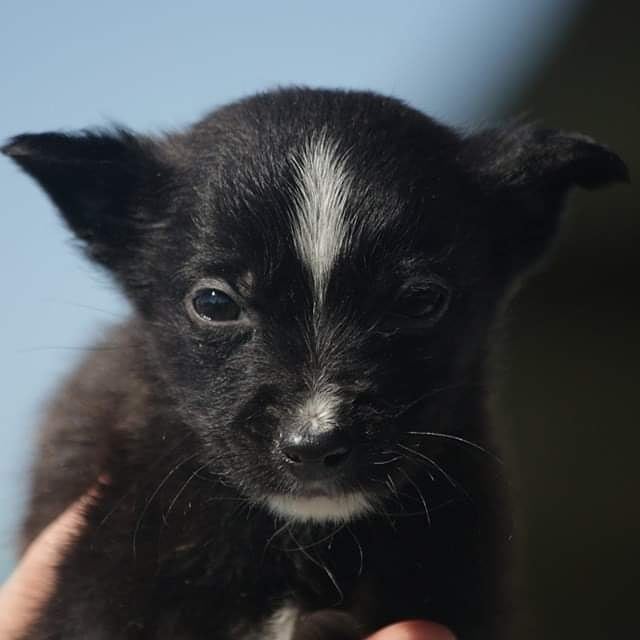 elcampito's tweet photo. Nuestros bebes, Oriana y Orión están en busca de una casita y sabemos que ustedes nos van a ayudar a encontrarles hogar.
Son adorables!!❤
Si te enamoraste de alguno, sólo tenes que escribirnos a adoptantesdelcampito@gmail.com y nos ponemos en contacto.
#refugioelcampito #adopta https://t.co/2V0yJ8uz6G