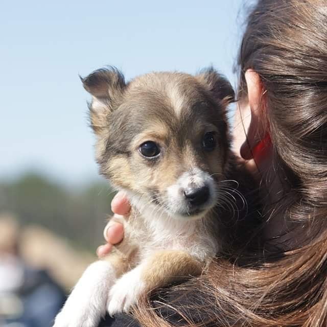 elcampito's tweet photo. Nuestros bebes, Oriana y Orión están en busca de una casita y sabemos que ustedes nos van a ayudar a encontrarles hogar.
Son adorables!!❤
Si te enamoraste de alguno, sólo tenes que escribirnos a adoptantesdelcampito@gmail.com y nos ponemos en contacto.
#refugioelcampito #adopta https://t.co/2V0yJ8uz6G