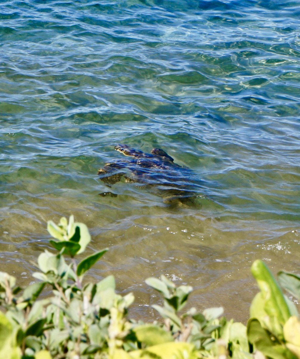 NearAndFarAZ's tweet photo. Smart #seaturtle! His home is in one of the most beautiful spots in the world #WaileaBeach #Maui πππ’ Iβll admit that I stalked him for a whileπ @mauivisit @VisitHawaiiNow @FairmontKeaLani #WaileaPoint #beautiful https://t.co/nirr4OPyjf