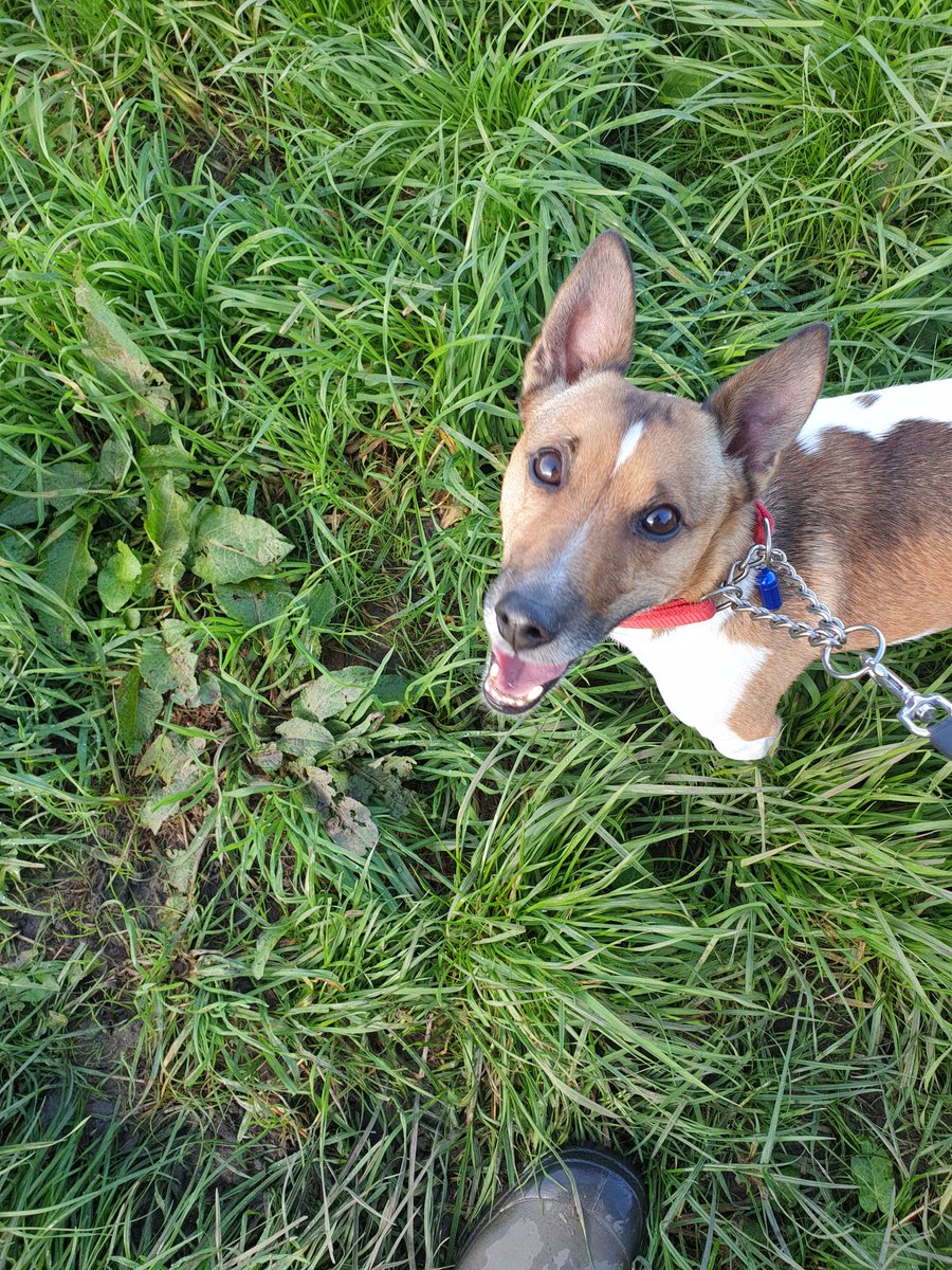 himintshorts's tweet photo. **NEW CLIENT**

Delighted to introduce Jake.

I was hoping for a smaller dog to join Poppy the Dachshund on her lunchtime walks, so really pleased to have Jake joining us 5 days a week. https://t.co/huZlbjsb3m