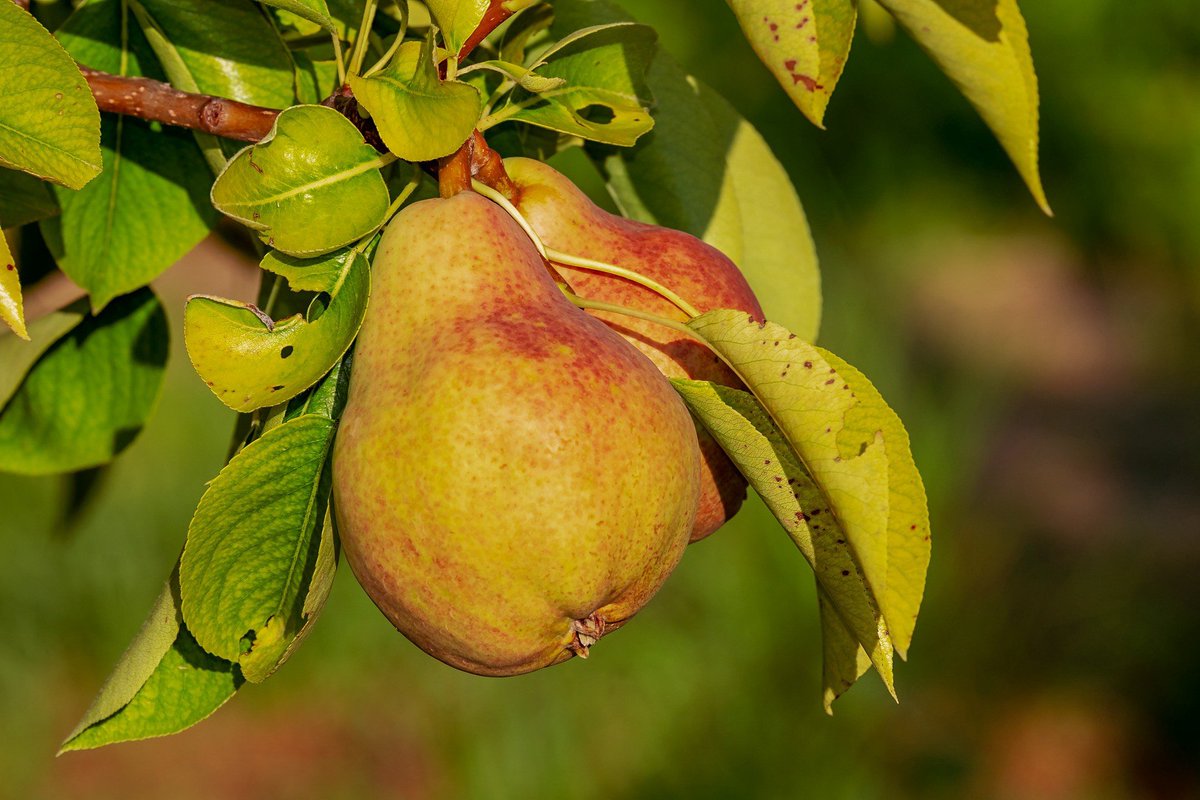 BluetentaclesIT's tweet photo. Un'irrigazione intelligente può aiutare i coltivatori a proteggere i pereti🍐da gravi patogeni. Leggete il nuovo post del #BlueBlog https://t.co/wm53nB99Uc #Irrigazione40 #Agricoltura40 #Bluetentacles #futuro https://t.co/e0wwwuhg69