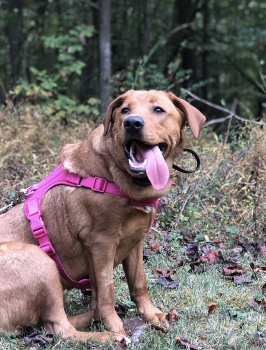 TheOnlyEoinEver's tweet photo. Harper update. She’s 8 months old and went on her first hike. Was a good girl the whole way through. https://t.co/s5uxTDAWla