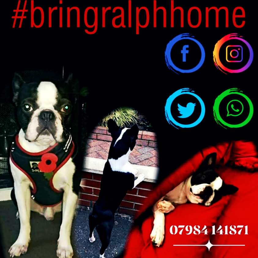 HunnyJax's tweet photo. 🙏 #BringRalphHome BostonTerrier🔴Stolen 🔴Stockport 🔴NorthWest 9/10 mid a.m.💔 
🙏 If YOU know WHERE he is WHO with - then 
🙏 DoTheRightThing 
His 💔 Family are Appealing for Ralph's Return, on @ITVGranadaTV Tomorrow SUNDAY 🐾 
👀👀 🔽 at these 💔ing Letters from Furry Friends https://t.co/fpxbiLBod7