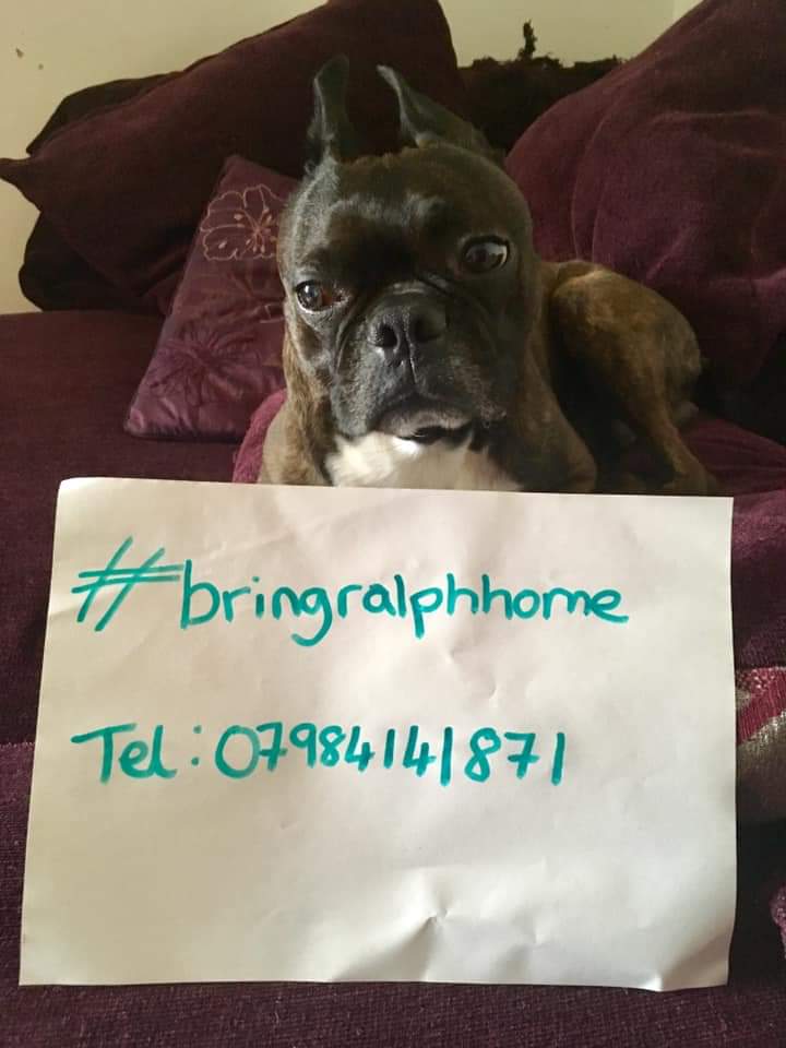 HunnyJax's tweet photo. #BringRalphHome 🙏🙏🙏🙏🐾💔 
👀👀🔽🔽 
Even More Appealling Letters &amp; Photos  😍💔🐾 
in Support for Ralph's 💔 Family https://t.co/hWrwgBeE0K