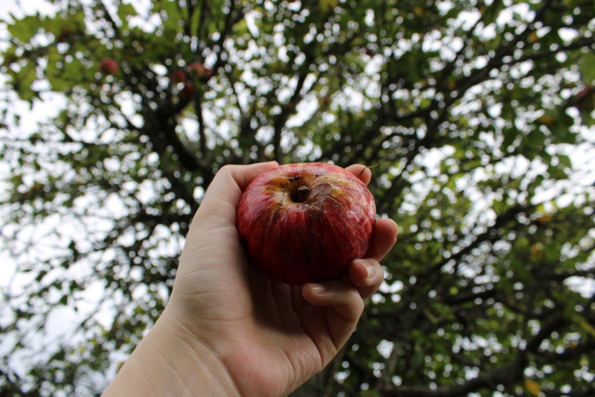 mecaghonomund0's tweet photo. Hoxe funlle sacar fotos a cousas bonitas 🍎 https://t.co/PcaLztjyti
