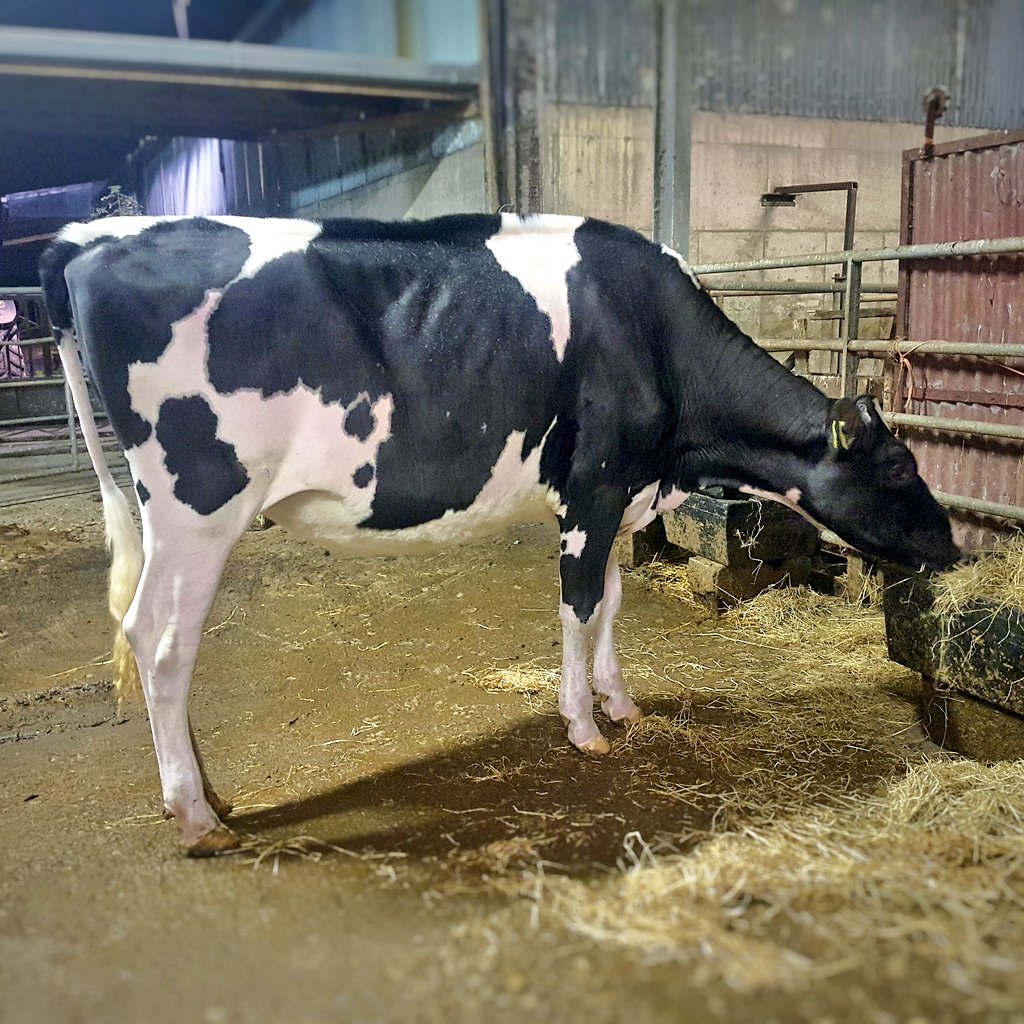 EmeraldHolstein's tweet photo. Emerald Solomon Twizzle getting set for the National Dairy Show in Milstreet next weekend #holstein #holsteincows #cowsoftwitter #cows #showcow #showcalf https://t.co/JwWSGX9tDi