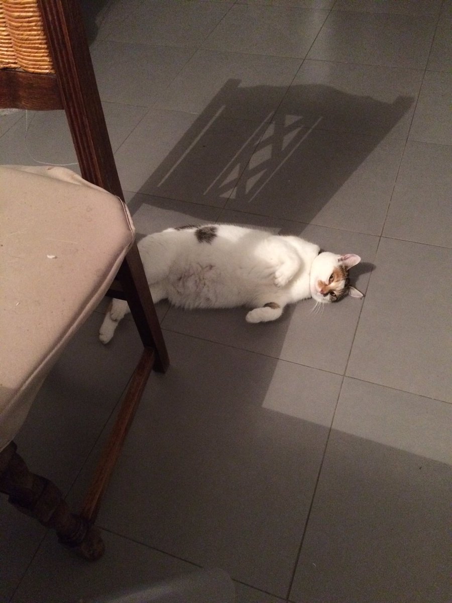 J’ai ouvert des rillettes de poulet. Et depuis,… 😁😽