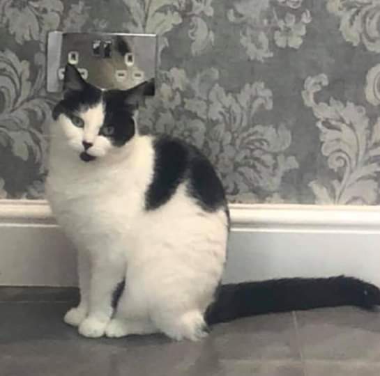 juliagarland73's tweet photo. ***WARNING***  another cat found mutilated 💔 #london #quintaclub #mayslane another cruel pos 😢🌈💔 @SNARLLondon https://t.co/SEw20Hb341