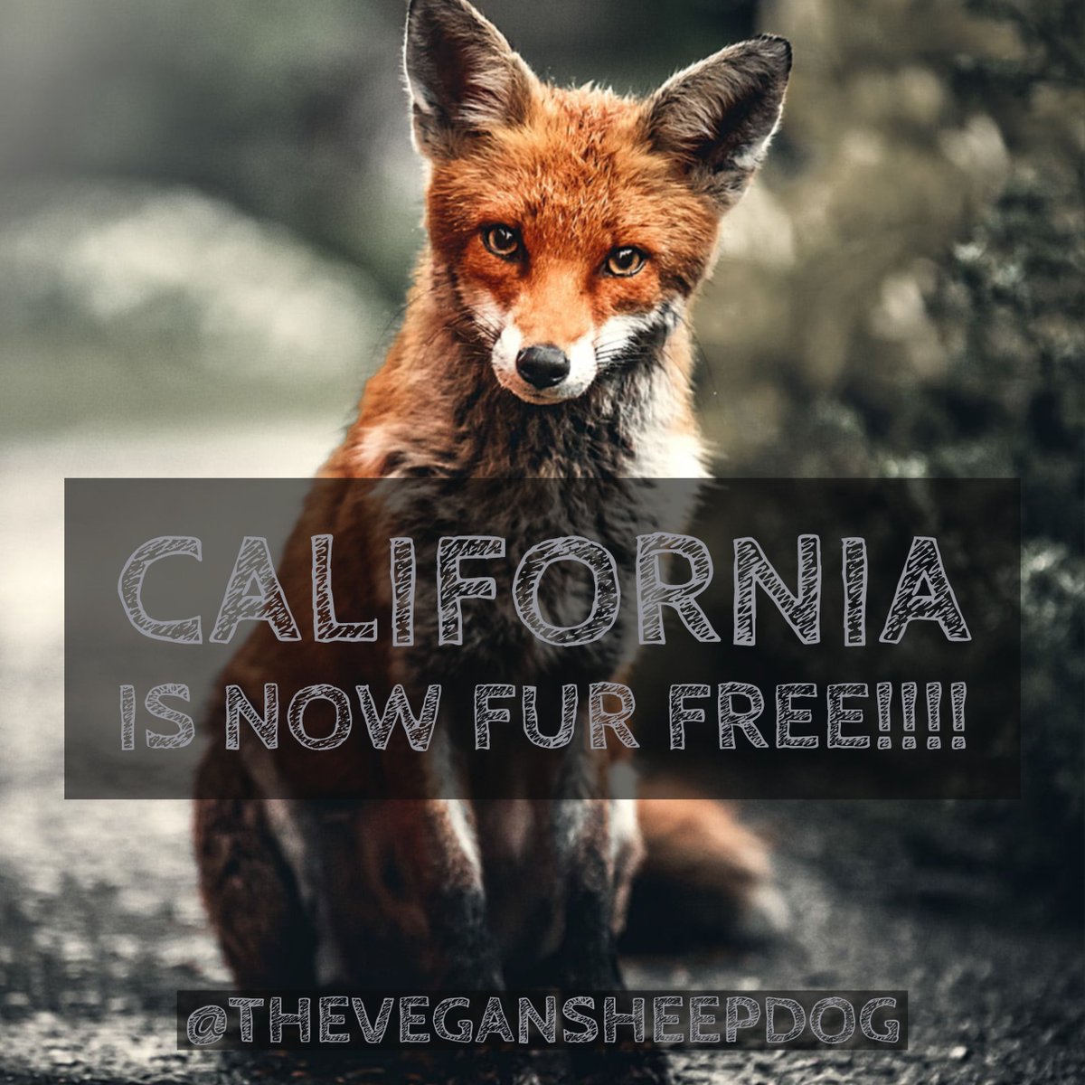 VeganSheepdog's tweet photo. California Governor signs and now makes the sale, and manufacturing of FUR illegal!
This is exciting news!!! Fur is now illegal in California!
#breakingnews #news #fur #ban #furban #califurban #cali #california #animalswin #winning #animals #lovewins #love #compassion #kindness https://t.co/ddojHHv7g4