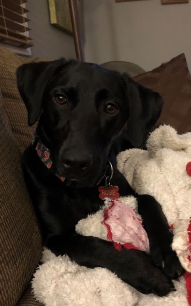 justRosie9's tweet photo. @TheTzila Sometimes I'm on the couch hanging out with my mom too because she has migraines and Fibromyalgia. Chronic pain sucks! Hope you get feeling better soon!! (Our dogs looks alike too)😍 #IloveRosie #ChronicPain https://t.co/pEfJ3ymzLU