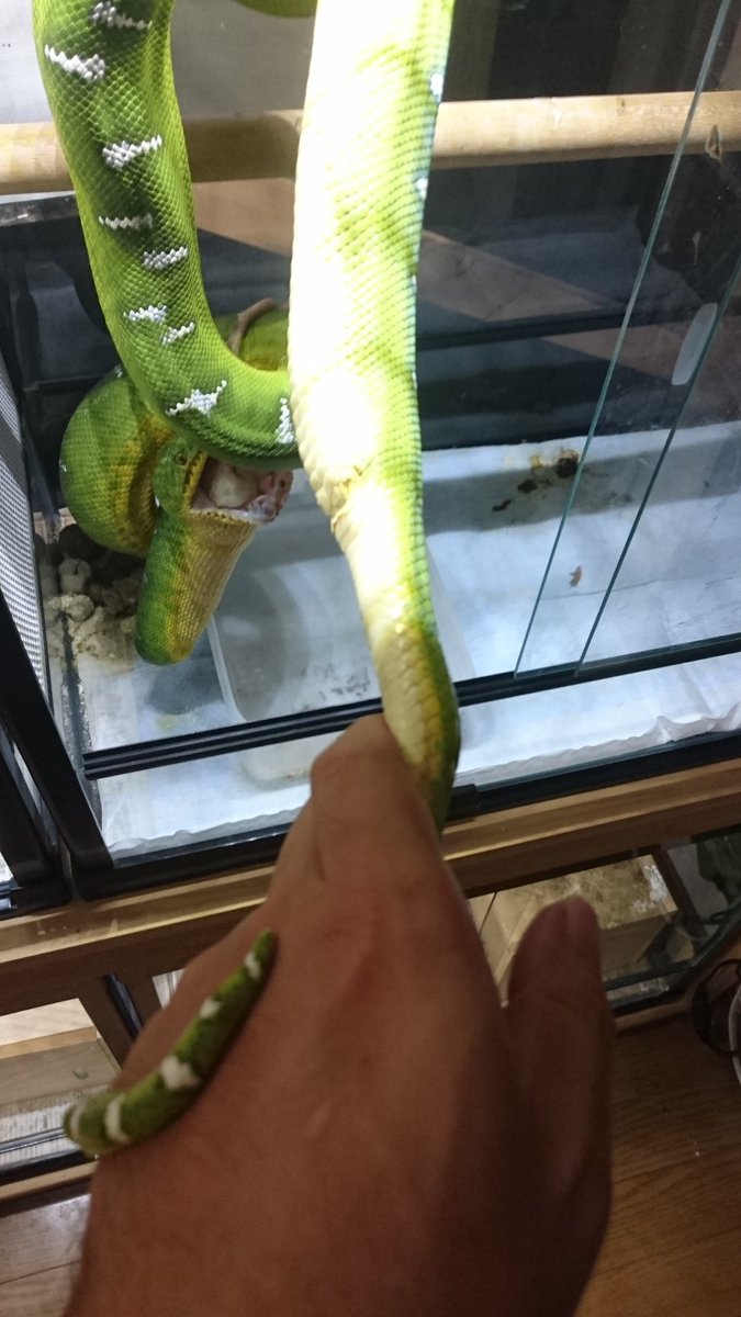 キヨ メンテ エメラルドツリーボア Coralluscaninus グリーンパイソン Moleriaazurea