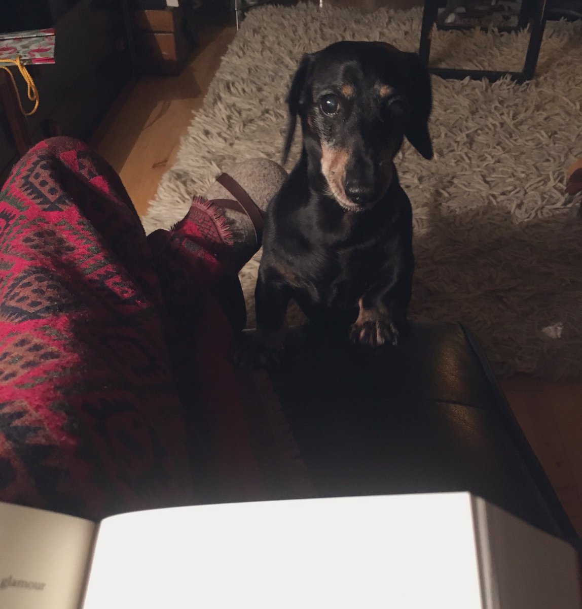 northnorth_west's tweet photo. Saturday night triptych.
#WeekendCold #BestMedicine #dachshund https://t.co/4nO1rkEZKu