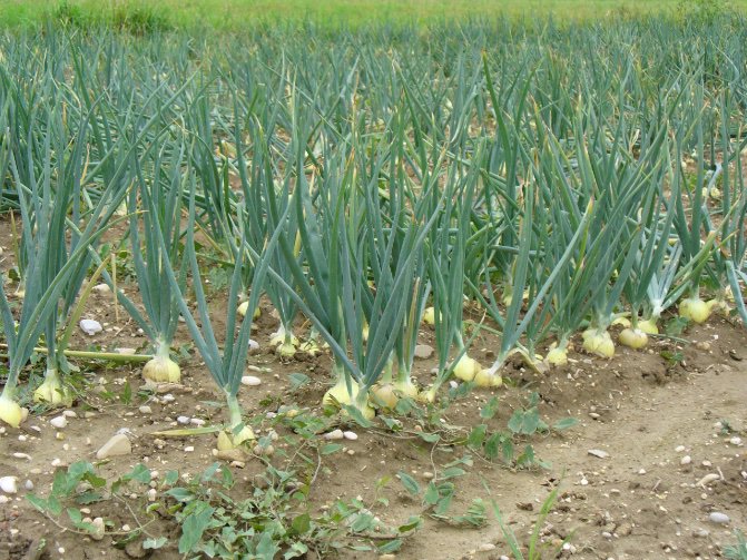 A field of onion plants. By Rainer Haessner from Wikimedia Commons.