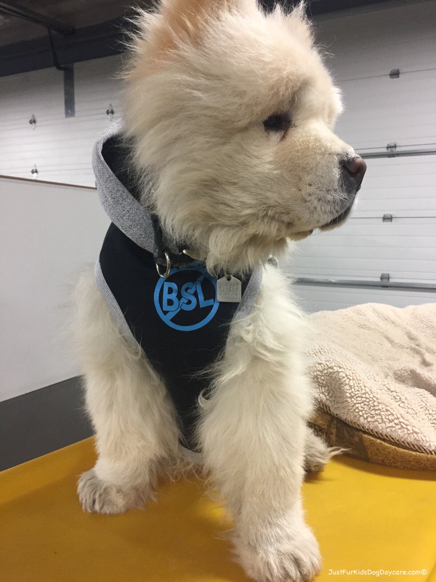 FurKidsDaycare's tweet photo. Boo says, oh hi Fursday... Iโm ready for you in my warm and snuggly #NoToBSL hoodie ๐๐พ#Discrimination #JusticeForBullies #ResponsiblePetOwnership https://t.co/HonRqf082j